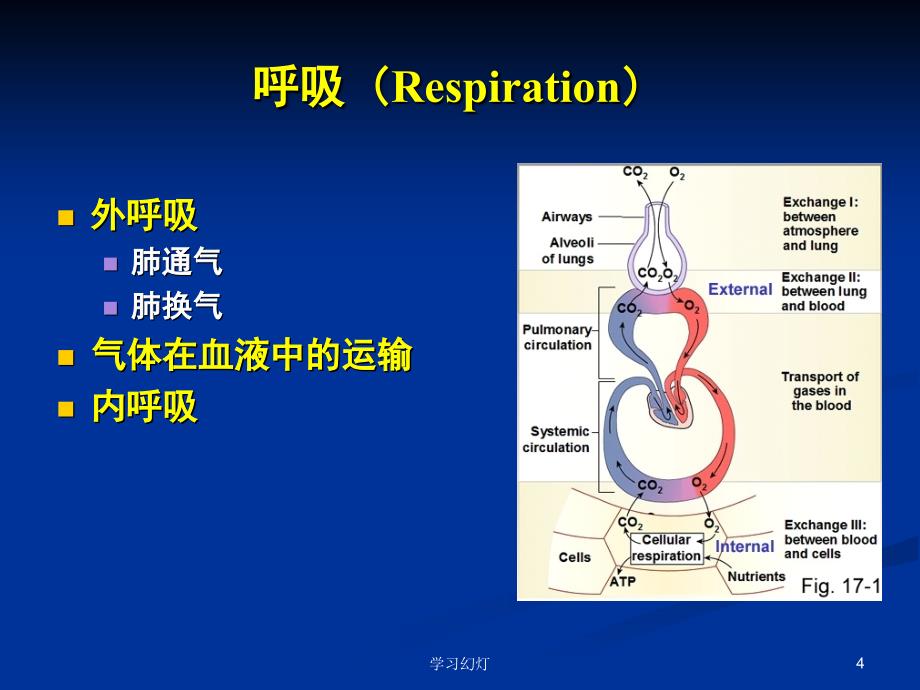 呼吸衰竭PPT稻香书屋_第4页