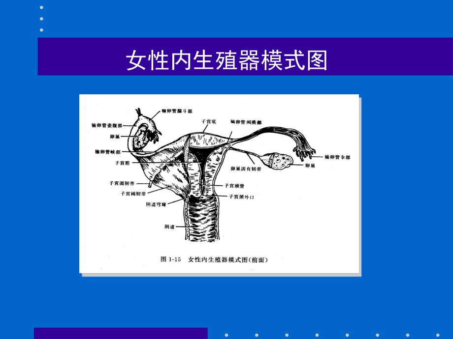 异位妊娠的超声诊断.ppt_第2页