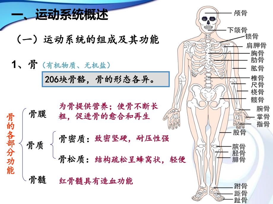 学前儿童运动系统的特点及保健_第4页