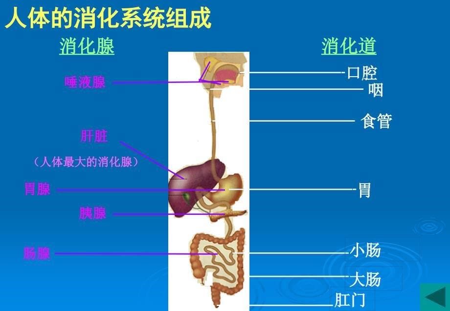 食品营养学理论学习2_第5页