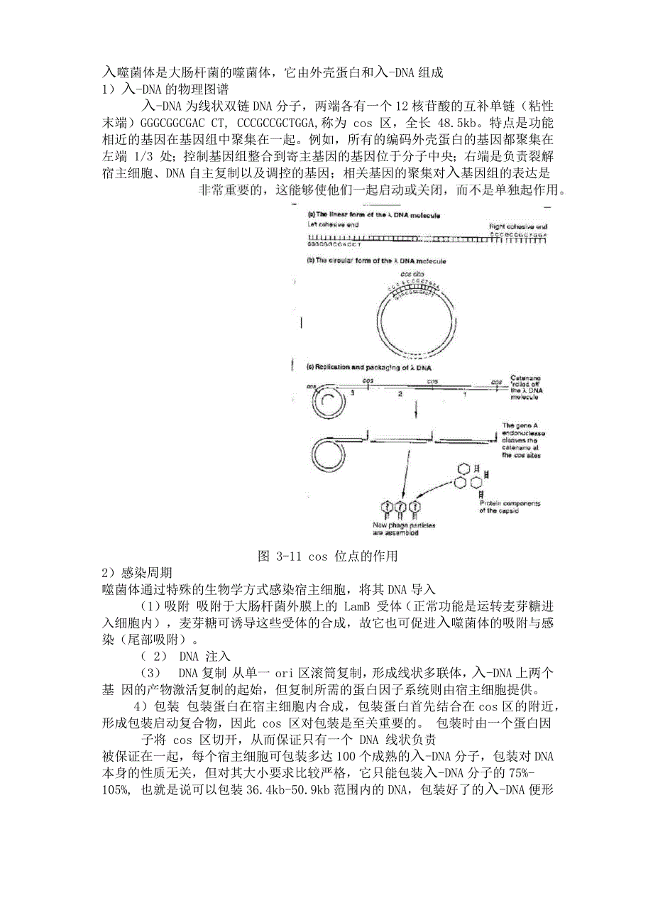 第2章 基因克隆的载体——质粒和噬菌体_第4页