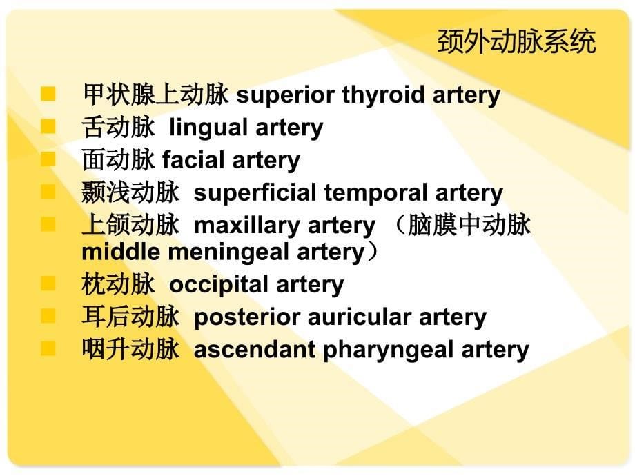 脑血管解剖(脑动脉系)_第5页