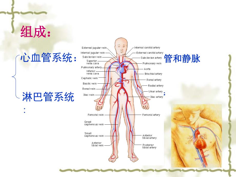 组织学与胚胎学循环系统课件.ppt_第3页