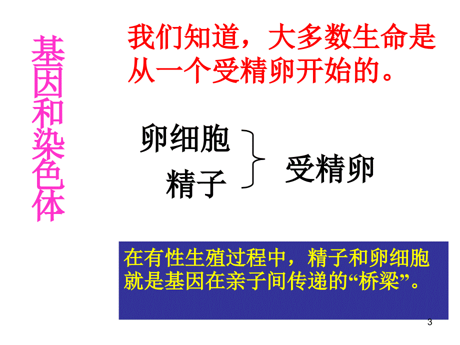 八年级生物下第二章第二节基因在亲子代间的传递课件人教版_第3页