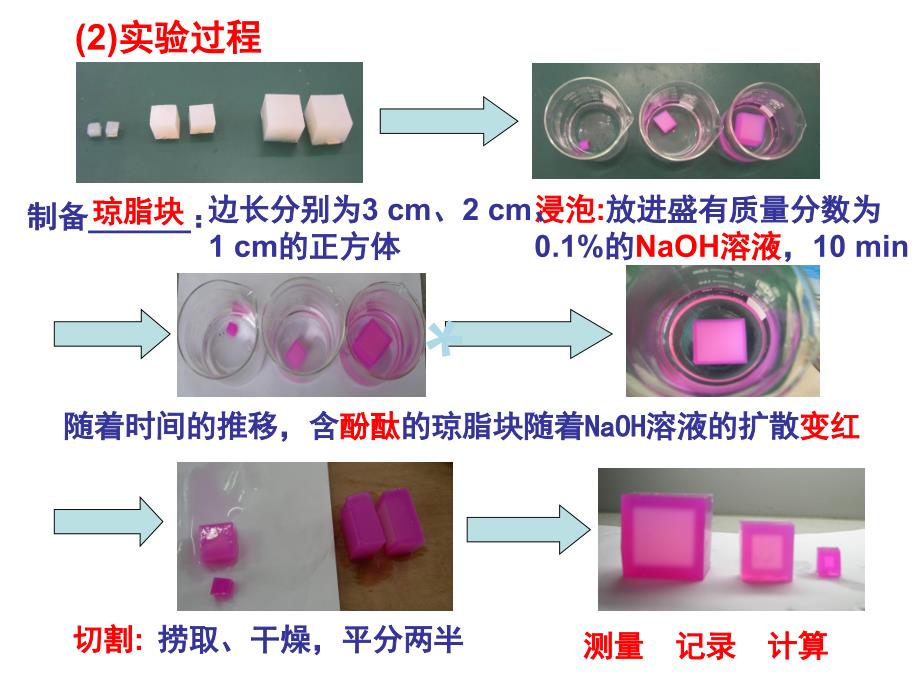 人教版生物必修一有丝分裂课件_第4页