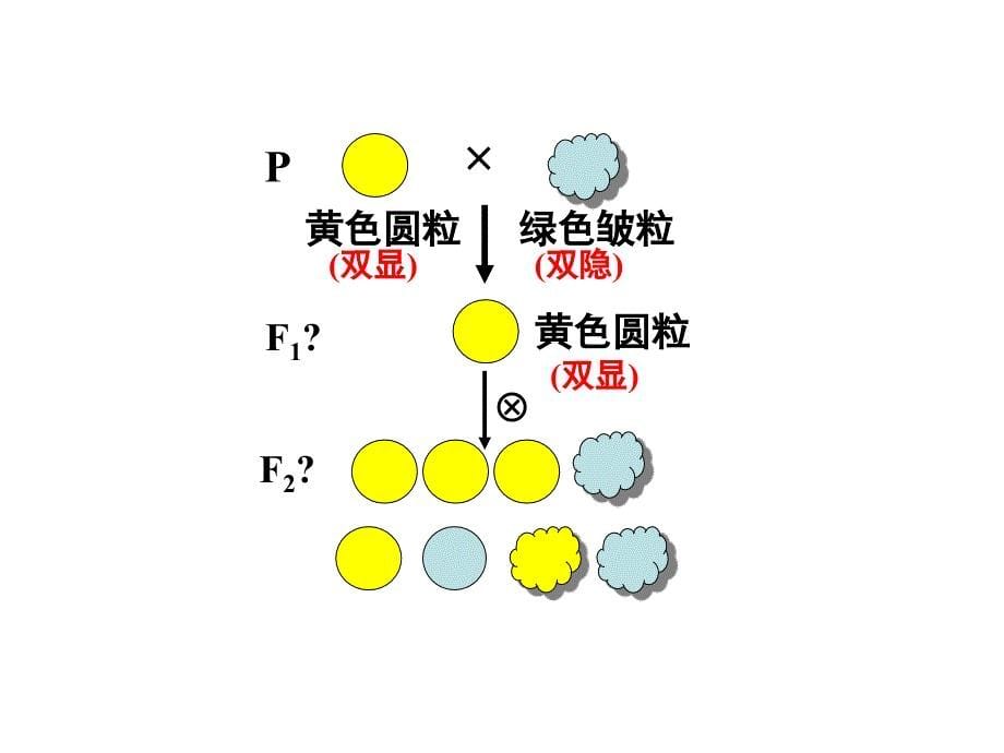 人教版必修二第1章第2节孟德尔的豌豆杂交实验（2）（共48张PPT）_第5页