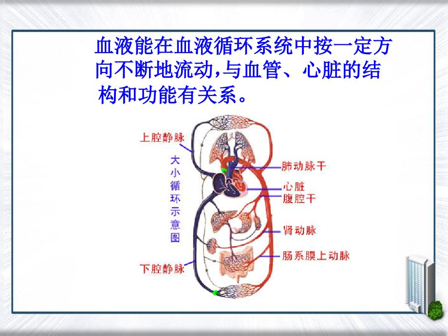 五年级科学上册第8课心脏和血管课件3青岛版青岛版小学五年级上册自然科学课件_第3页