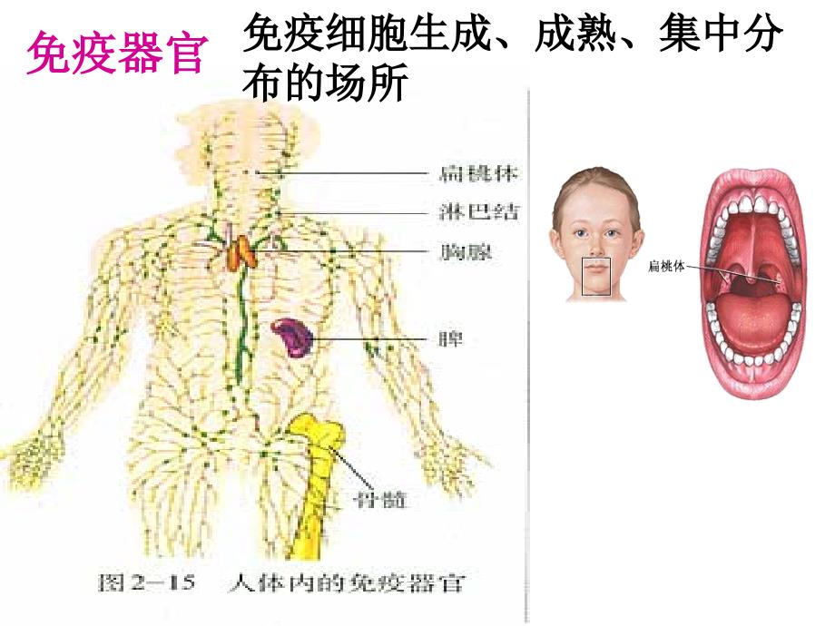 免疫调节课件_第3页