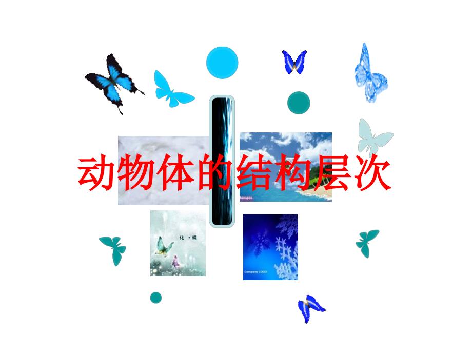 动物体的结构层次_第2页