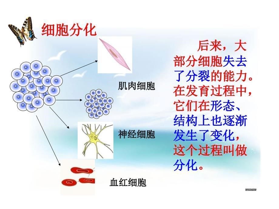 动物体的结构层次_第5页