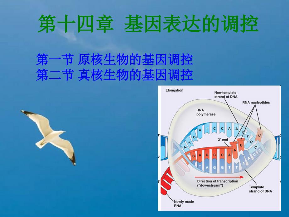 普通遗传学第十四章基因表达的调控ppt课件_第1页