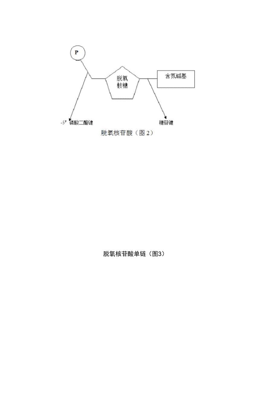 制作DNA双螺旋结构模型_第5页