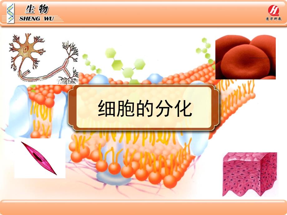 高中生物必修一62细胞的分化_第1页