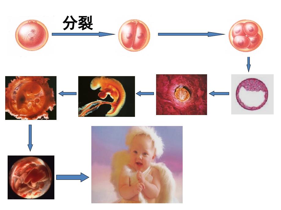 高中生物必修一62细胞的分化_第2页