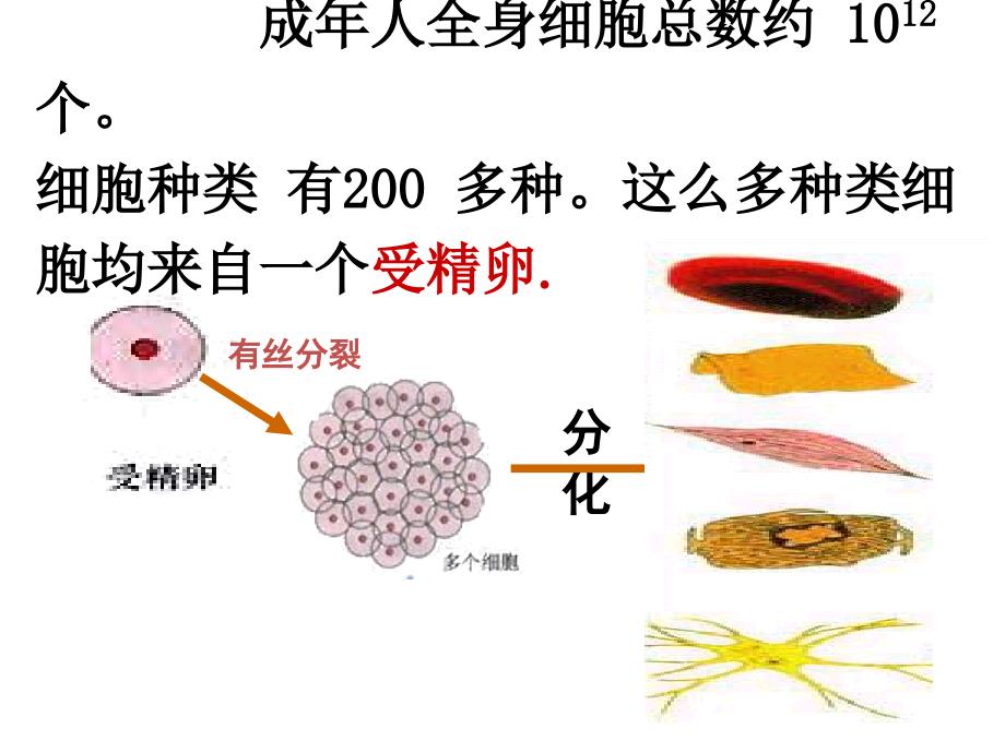 高中生物必修一62细胞的分化_第3页