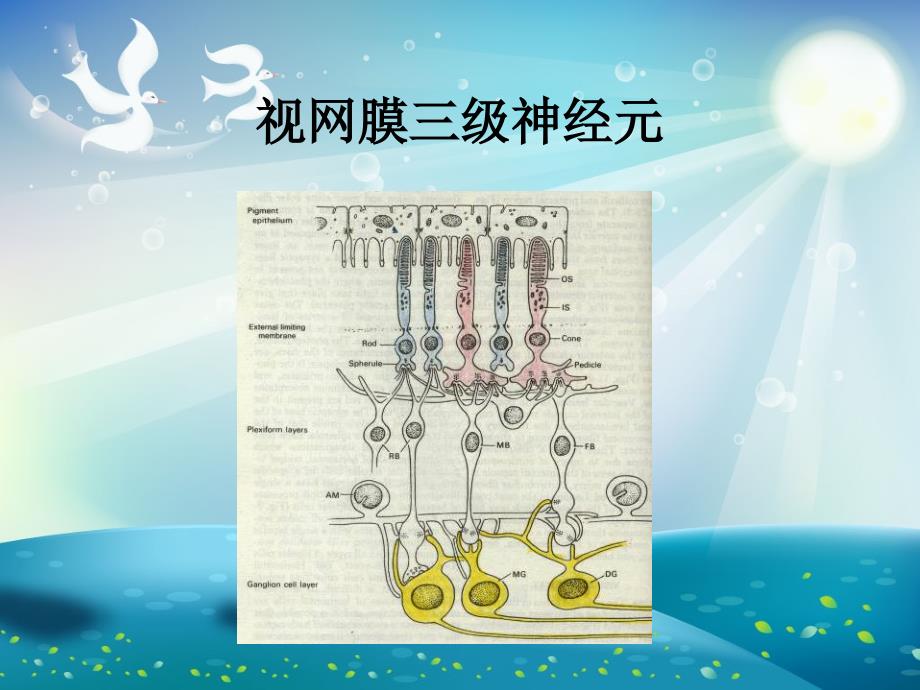 视神经及视路疾病眼科学ppt课件_第3页