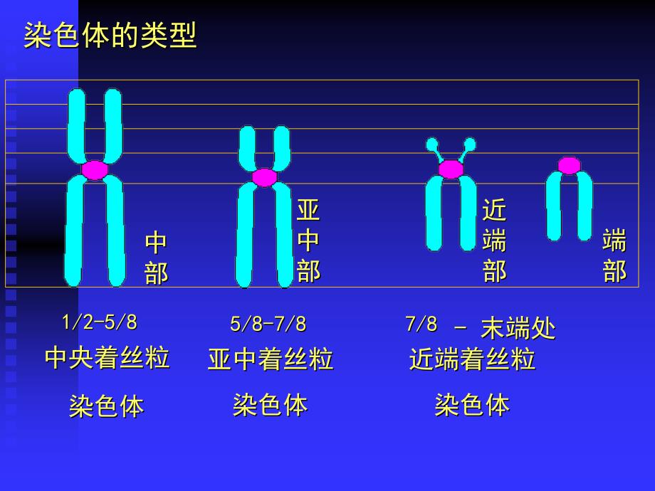 人染色体与染色体病_第3页