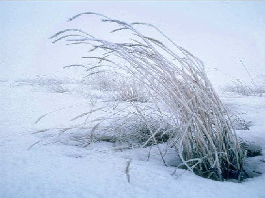 一年级语文上册《雪地里的小画家》课件2 北师大版_第2页