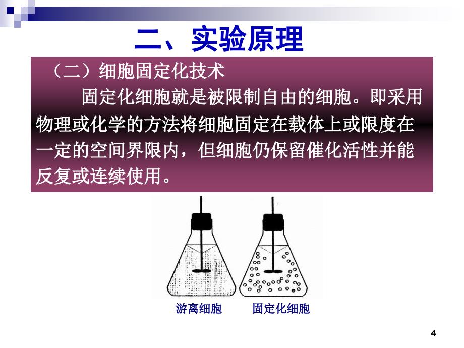 4.3酵母细胞的固定化课件古振宣_第4页