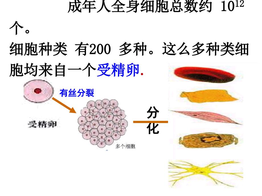 《细胞的分化》课件_第3页