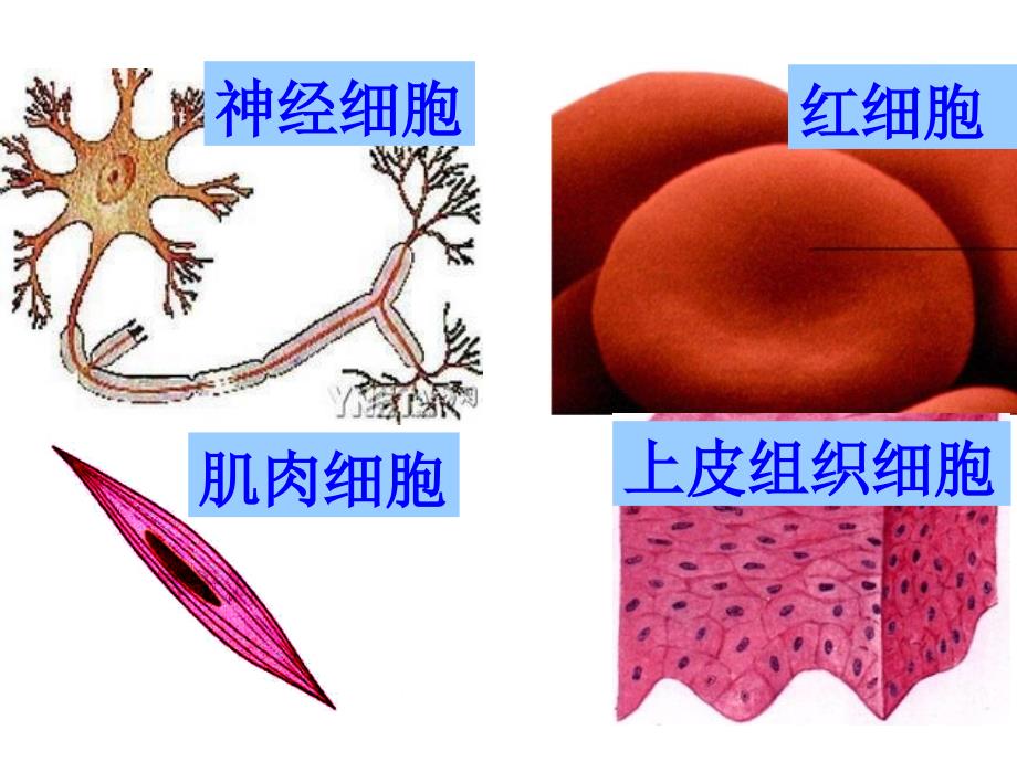 《细胞的分化》课件_第4页