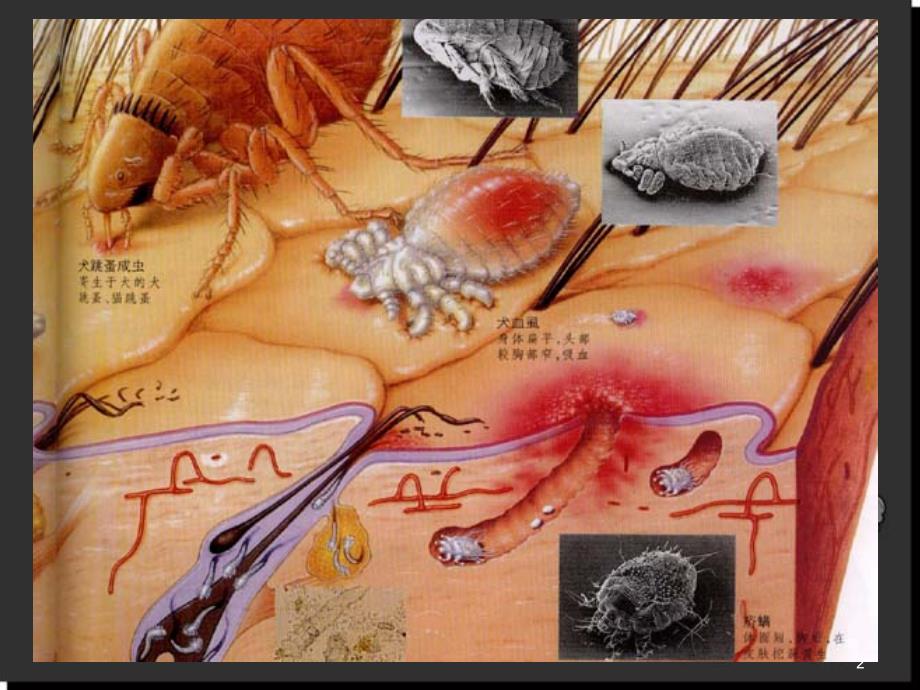 犬的皮肤病PPT幻灯片.ppt_第2页