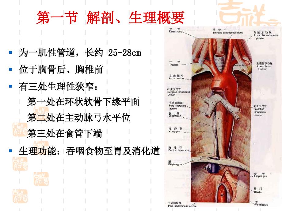 本科食道癌病人的护理_第3页