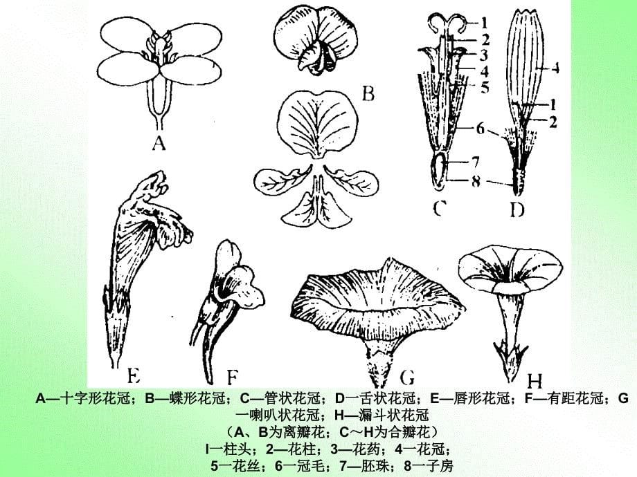 第二部被子植物的生殖和生殖器官_第5页