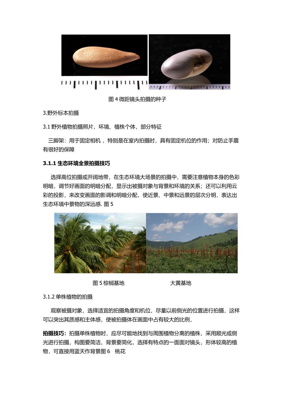 植物标本拍摄文档.doc_第4页