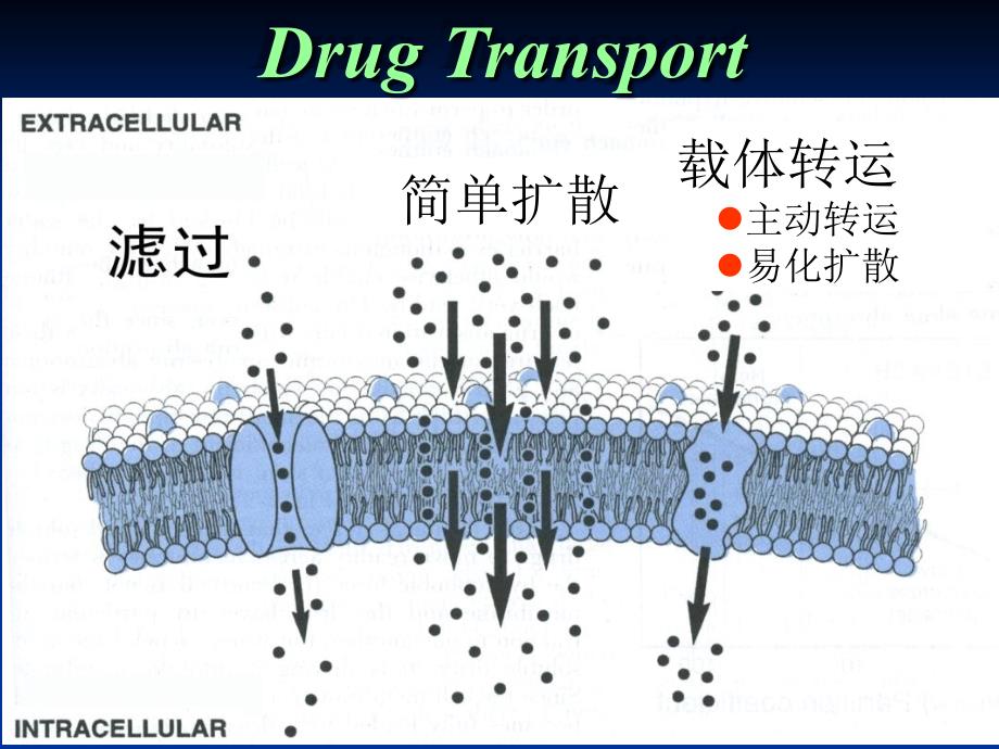 第三章中药药动学_第4页