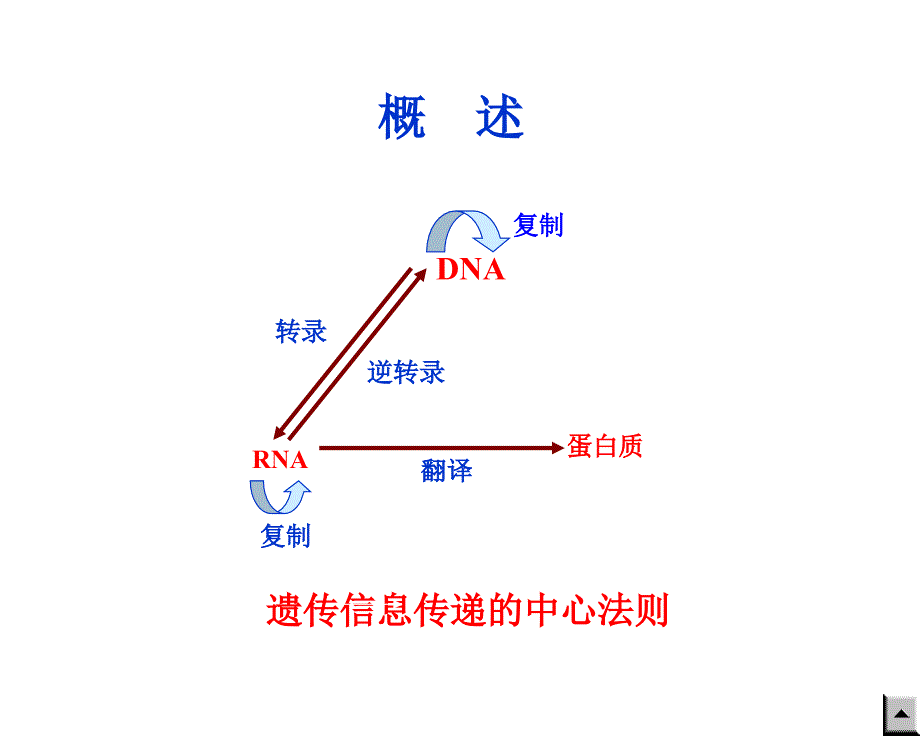 生物化学——第九章 核酸的生物合成_第2页