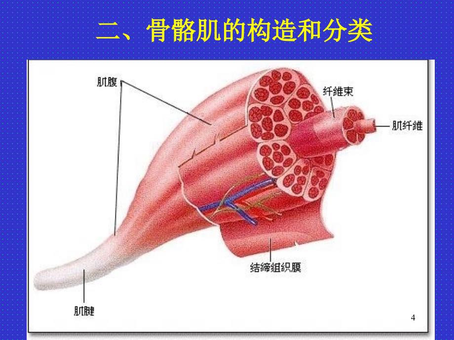 昆医系统解剖学课件-肌学_第4页