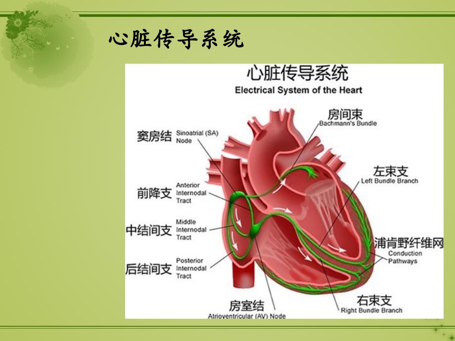 心电图带教PPT课件_第2页