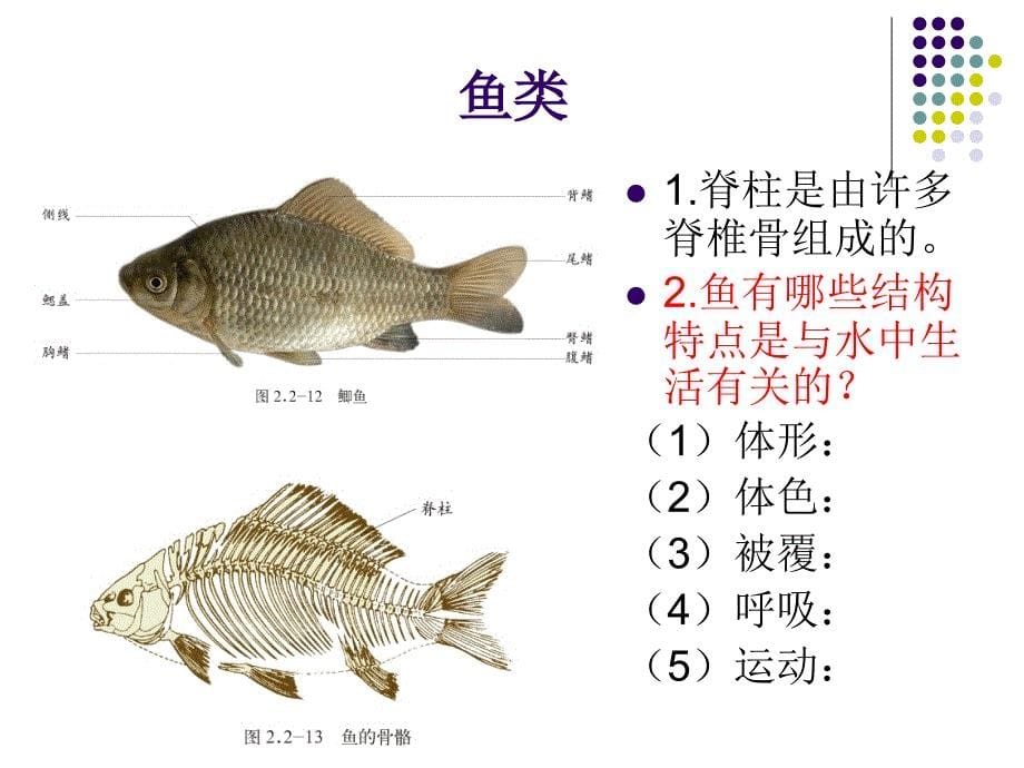 脊椎动物的主要类群1课件_第5页