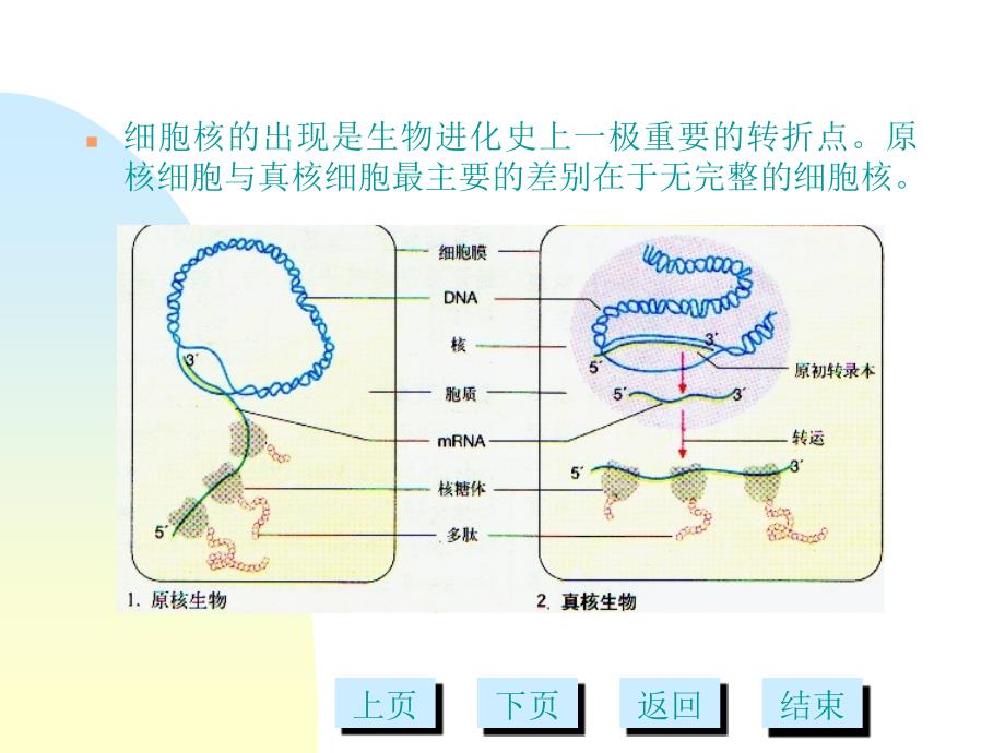 细胞核多媒体_第2页