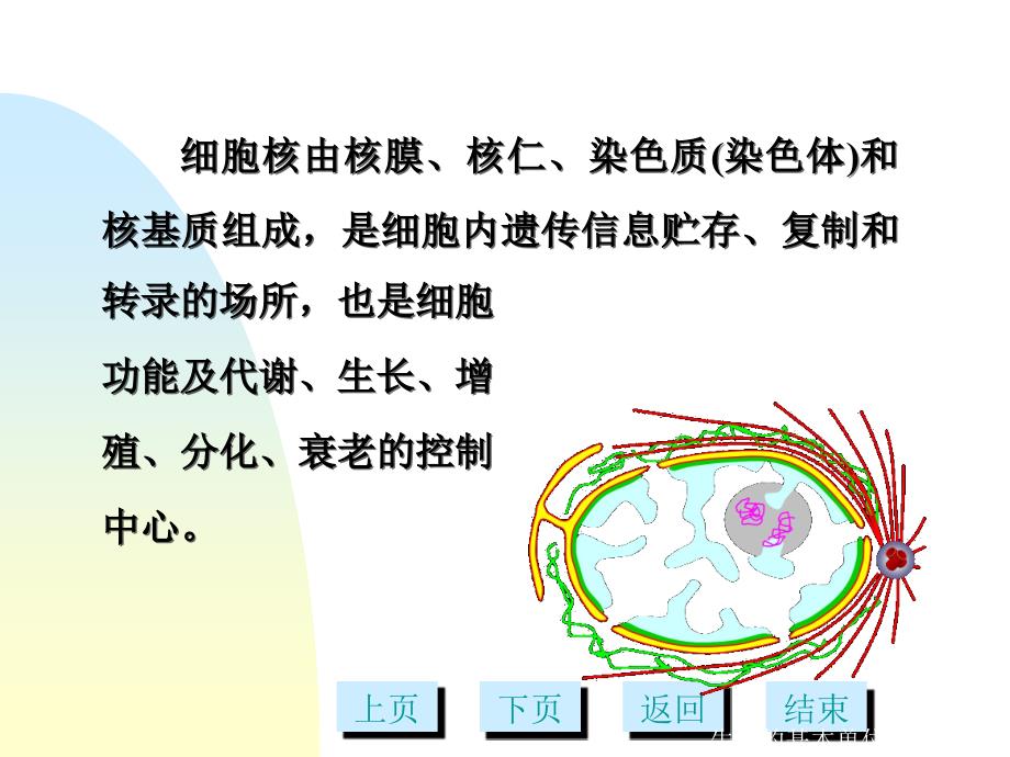 细胞核多媒体_第3页