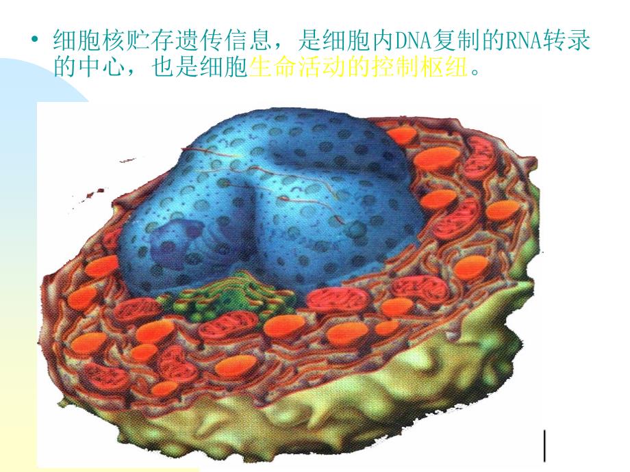 细胞核多媒体_第4页