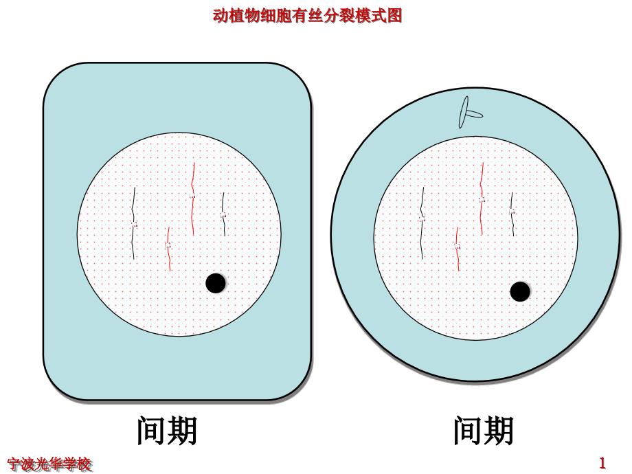 有丝分裂动画_第1页