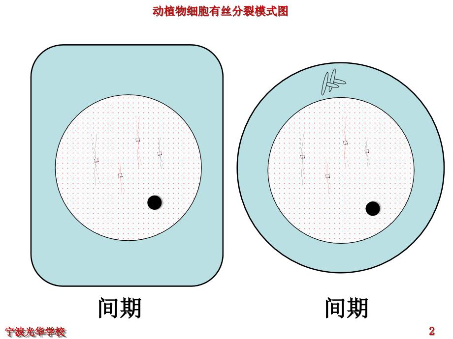 有丝分裂动画_第2页