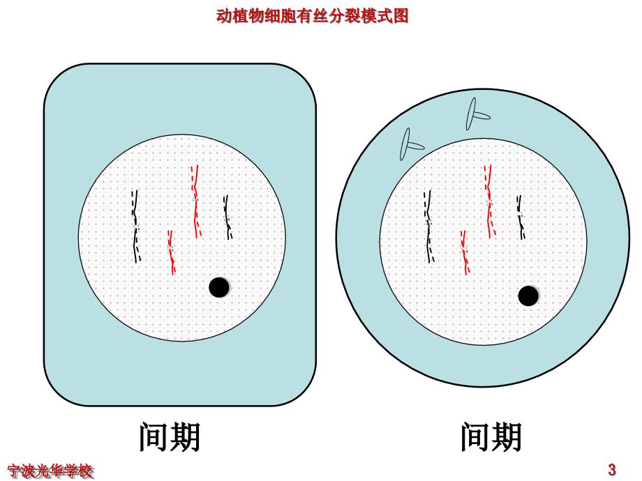 有丝分裂动画_第3页