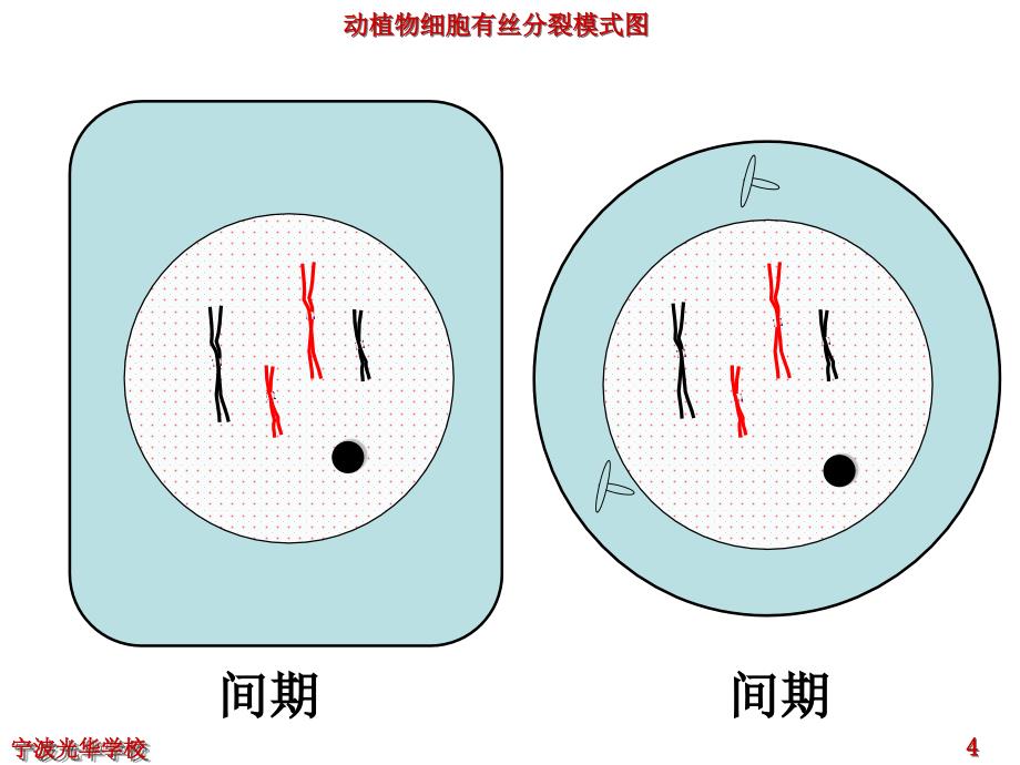 有丝分裂动画_第4页