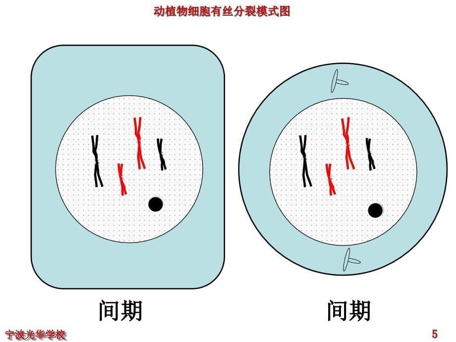 有丝分裂动画_第5页