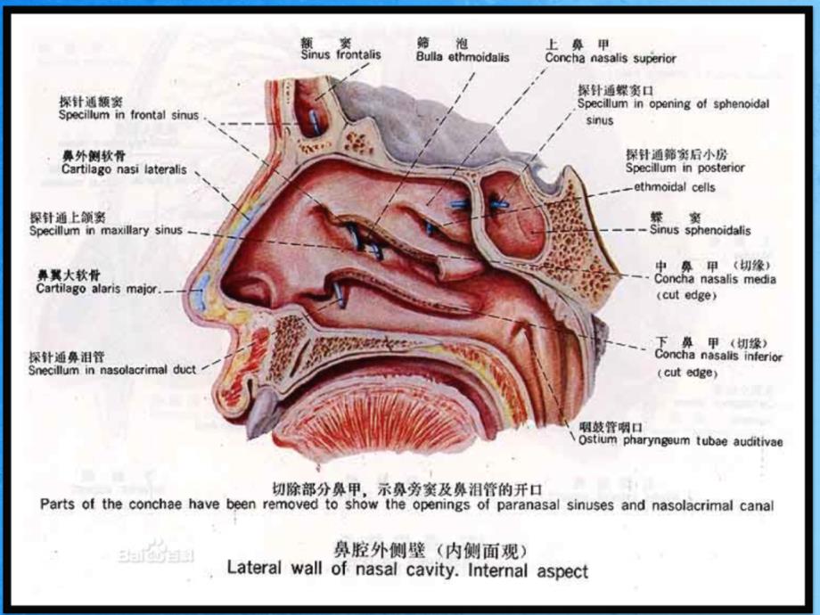 总论耳鼻咽喉组织病理学ppt课件_第4页