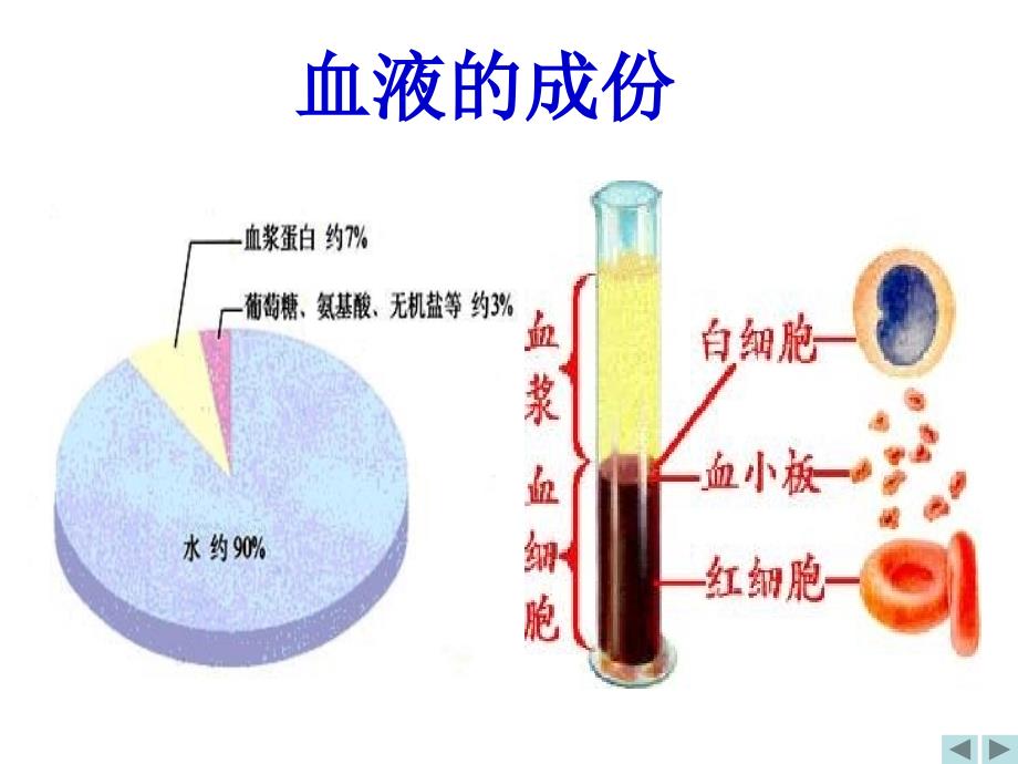 体循环肺循环_第3页