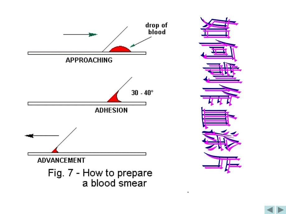 体循环肺循环_第5页