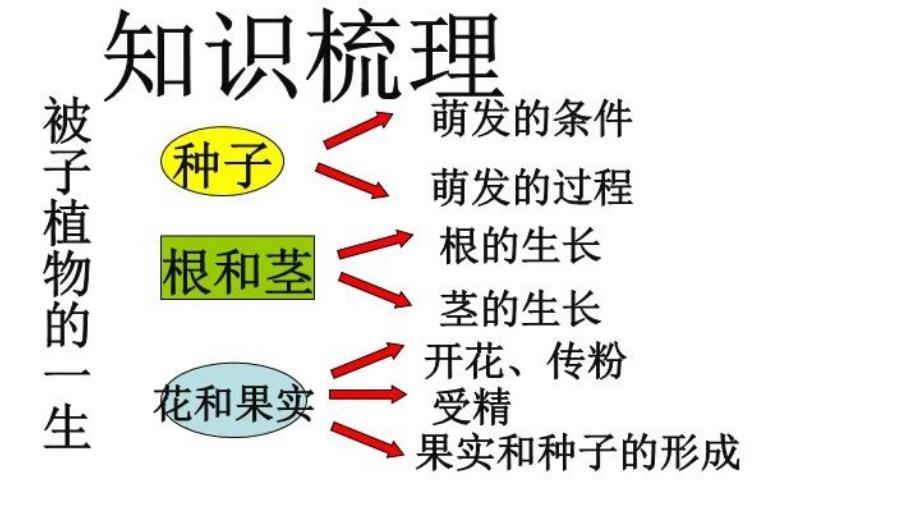 《被子植物的一生》复习课件04049教学资料_第4页