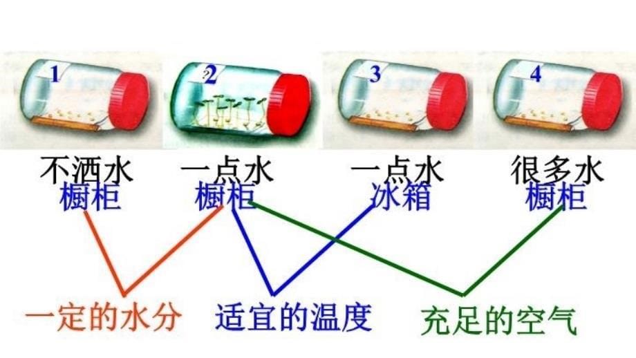 《被子植物的一生》复习课件04049教学资料_第5页