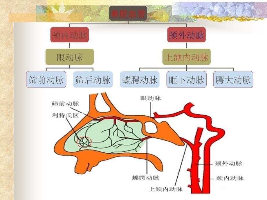 耳鼻喉科鼻出血课件_第5页