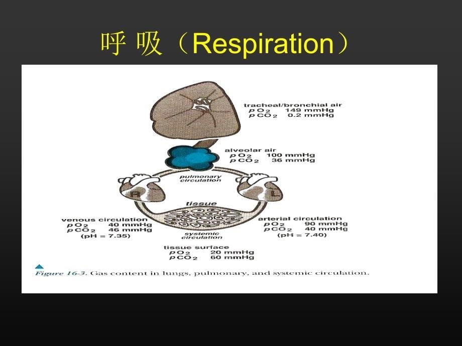 ICU呼吸功能监测与2_第5页