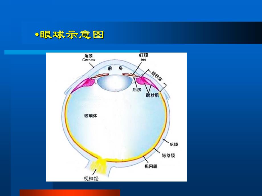 眼部常见病的超声诊断_第4页